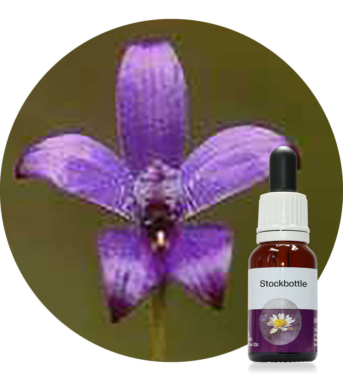 50. Purple Enamel Orchid