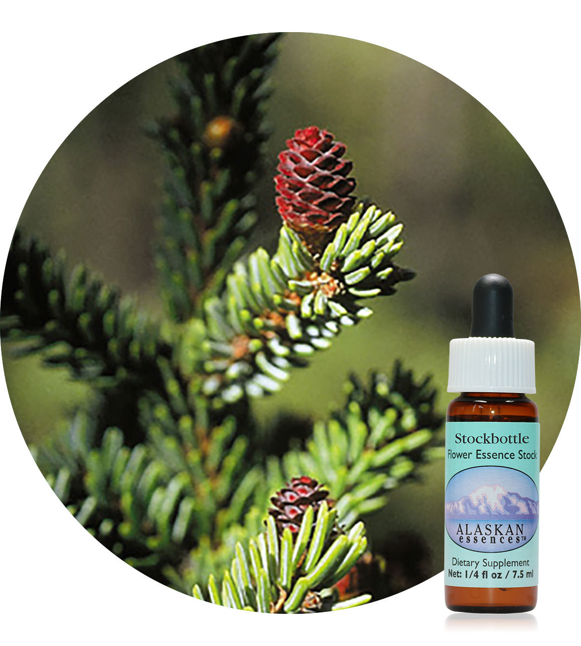 Black Spruce 7,5 ml