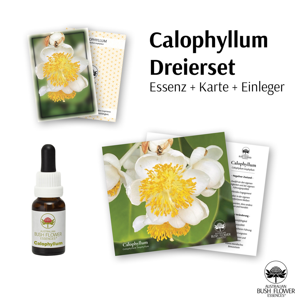 Calophyllum Set