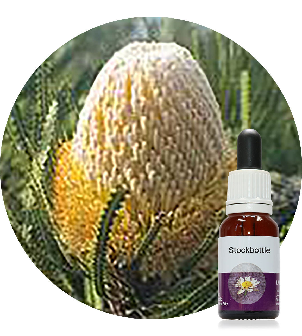 82. Woolly Banksia