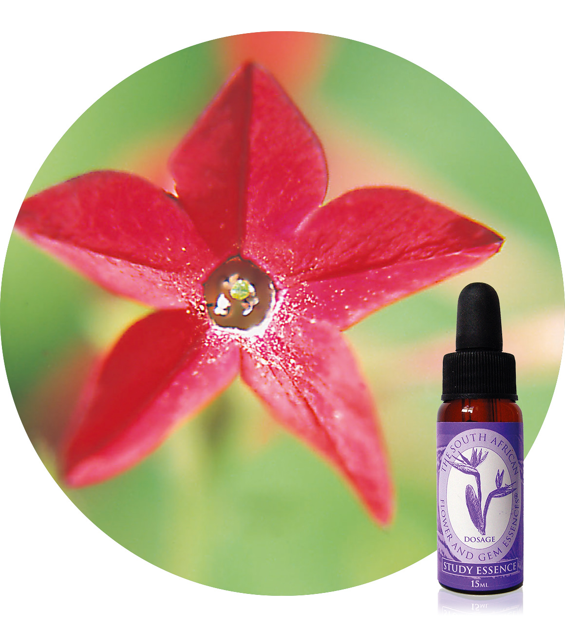 Nicotiana