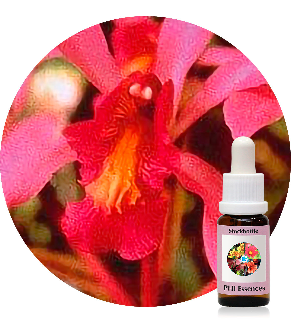 Higher Self Orchid