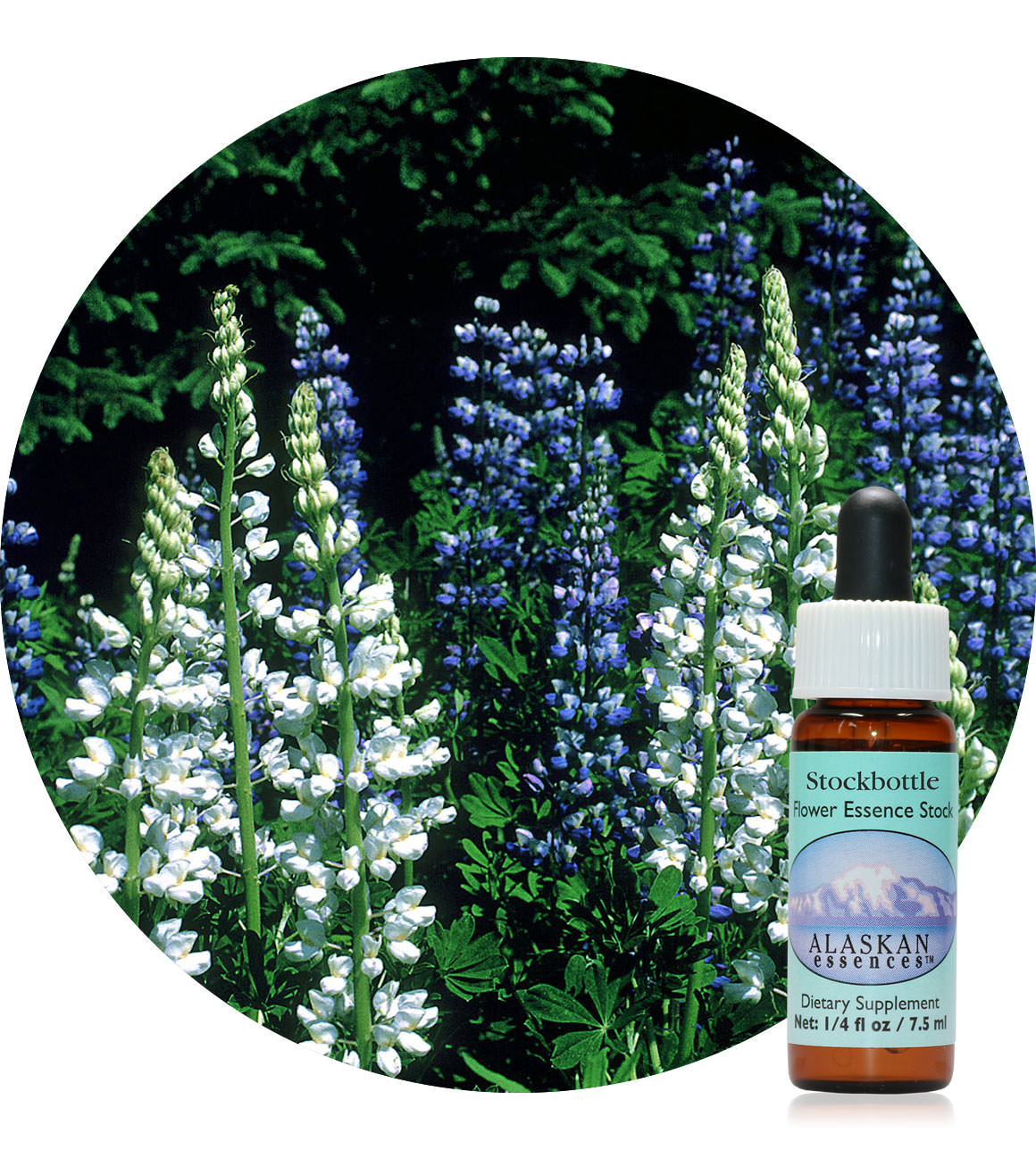 White Lupine (F) 7,5 ml