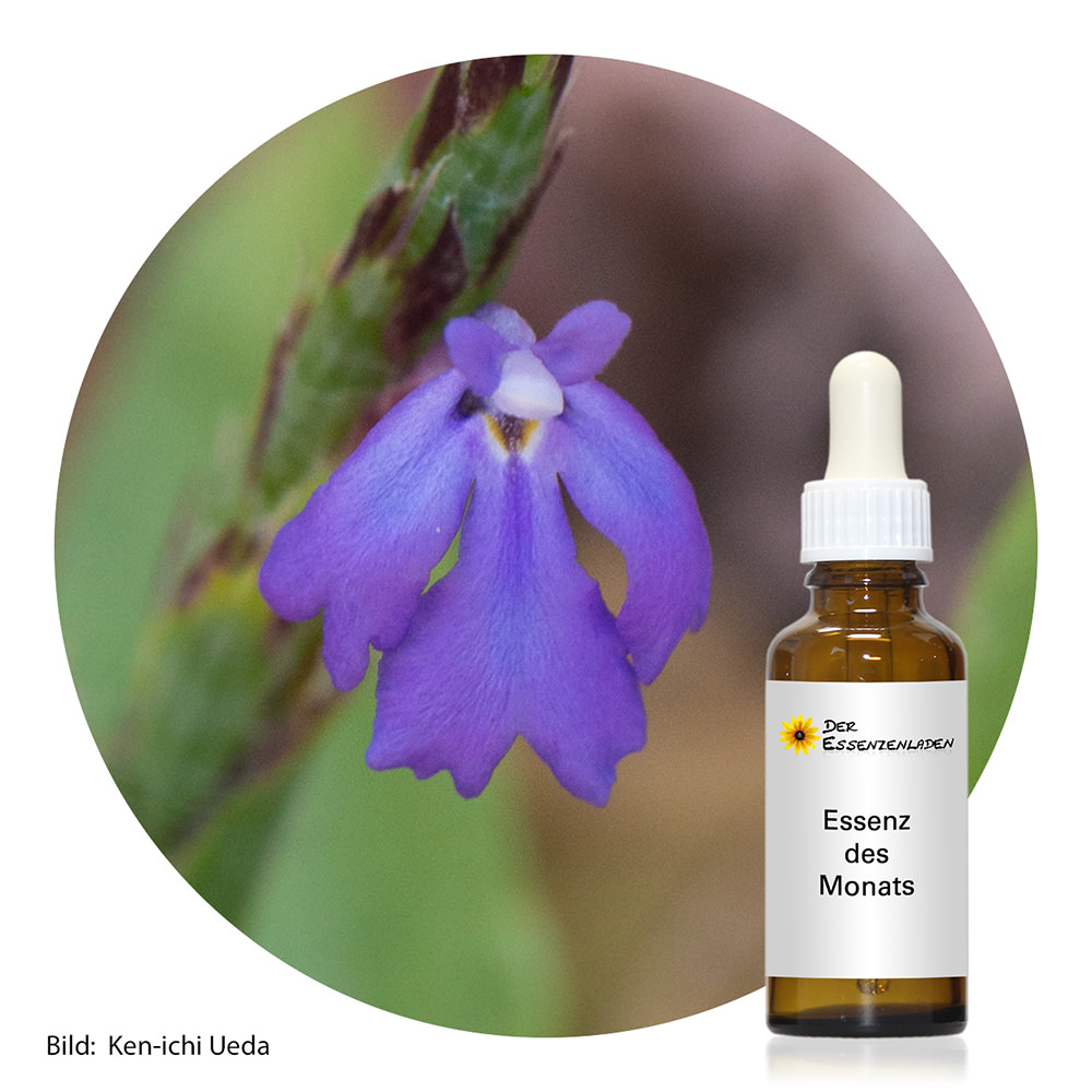 Violet Soldier (2° dilution)
