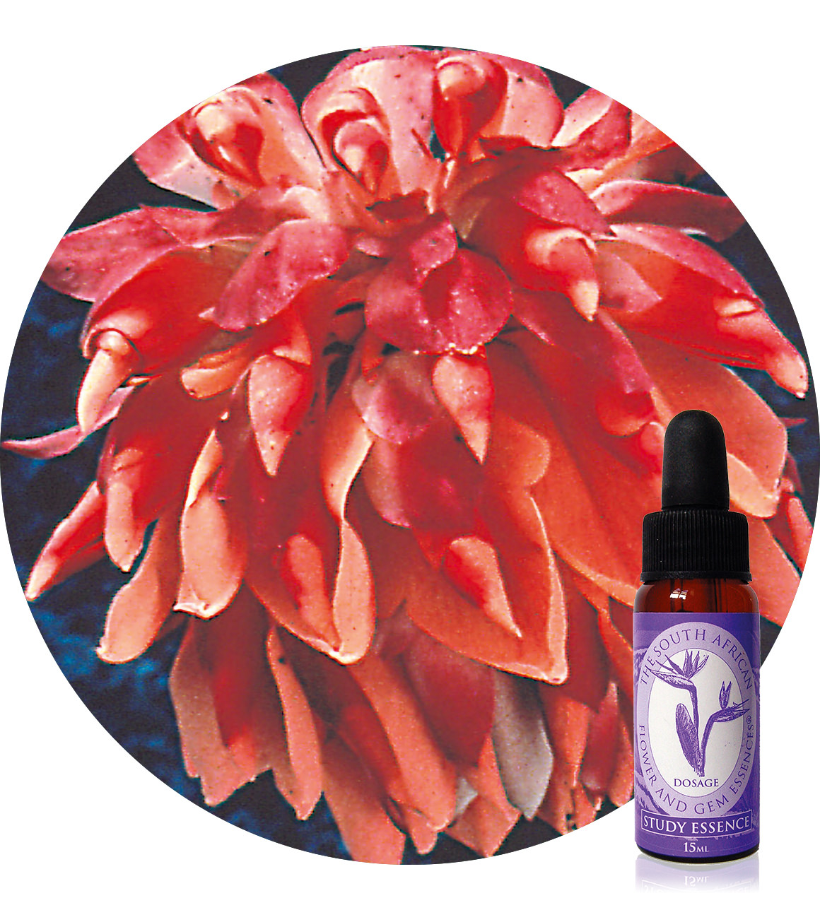Mountain Dahlia
