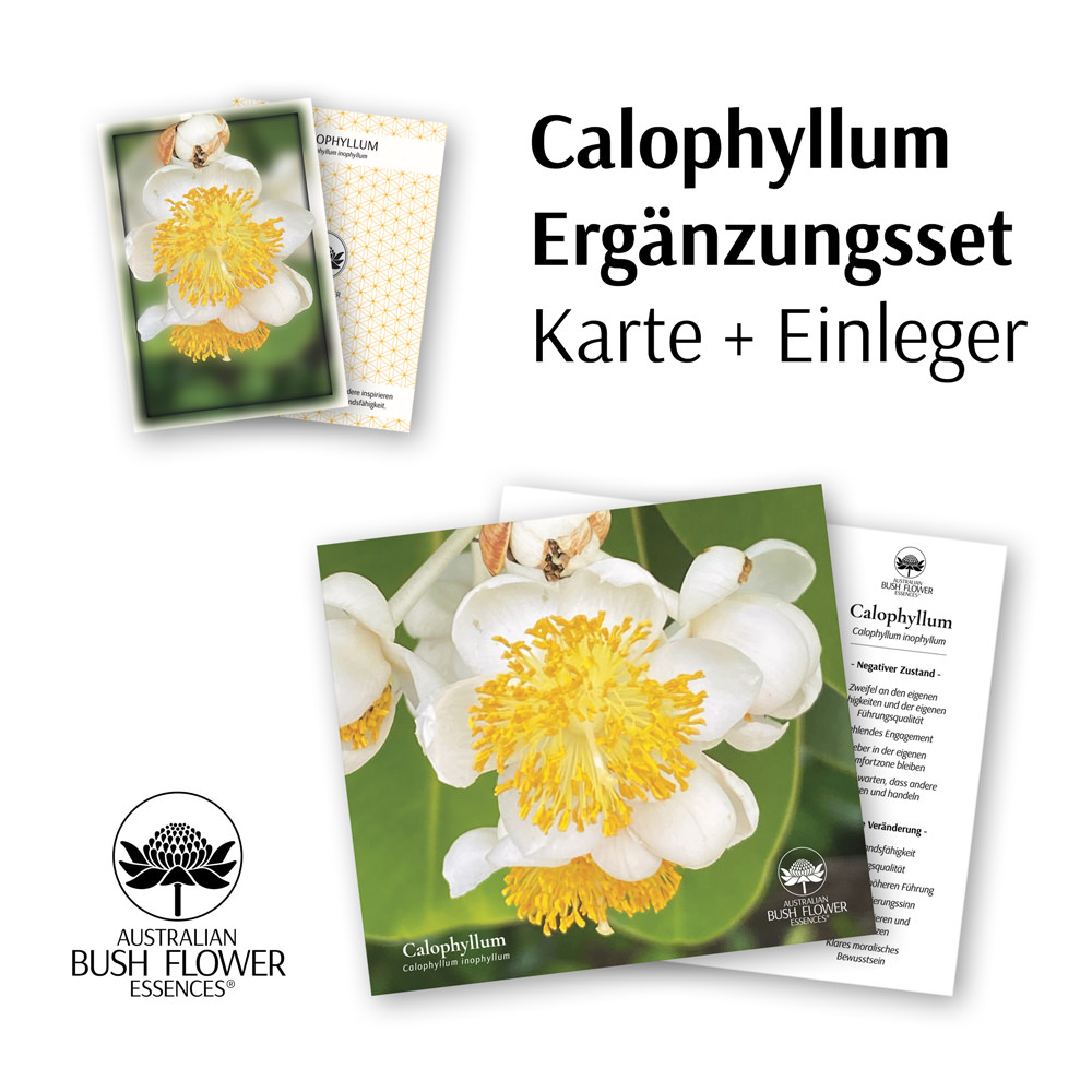 Calophyllum extension set [DE]