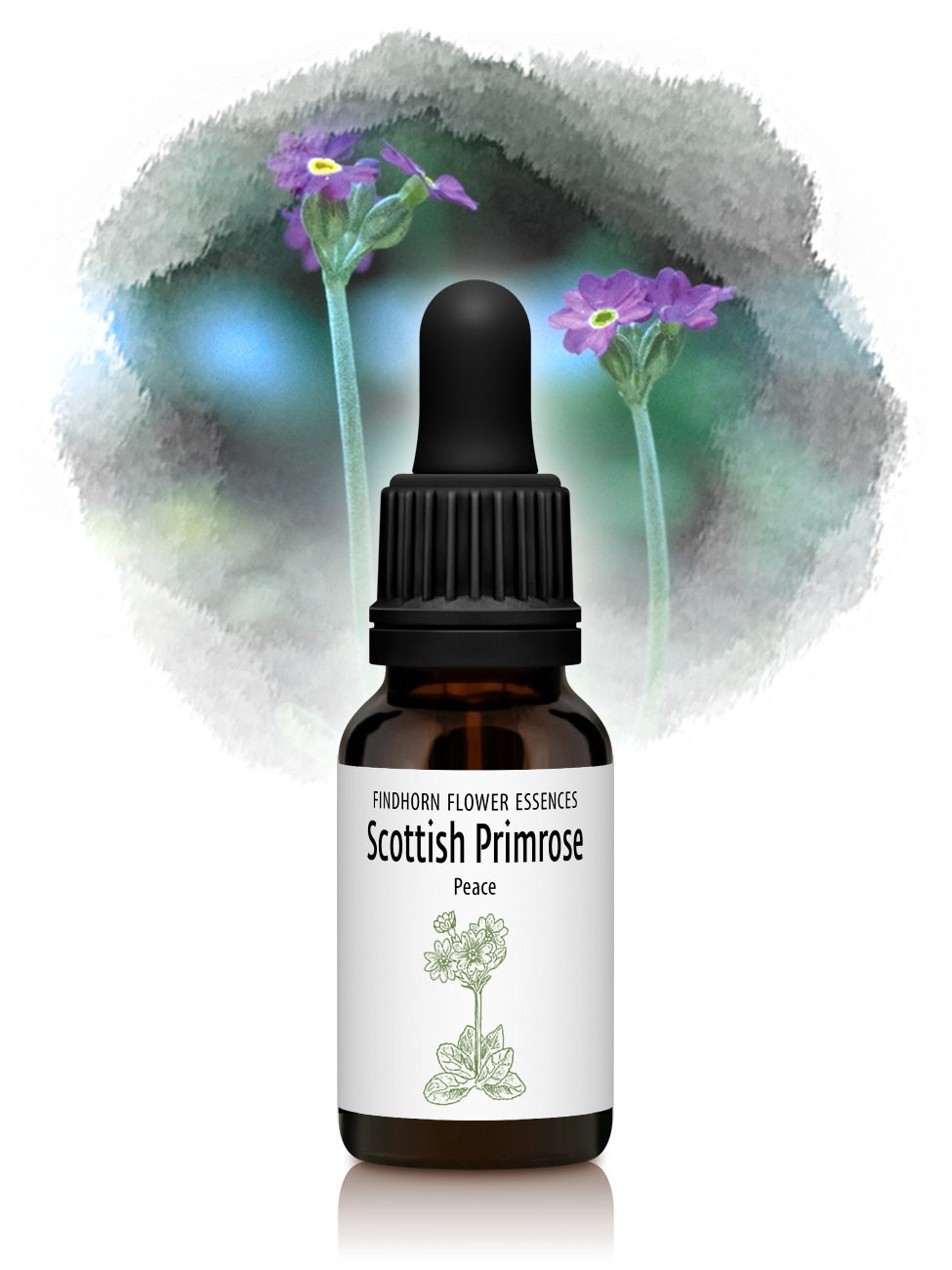 Scottish Primrose