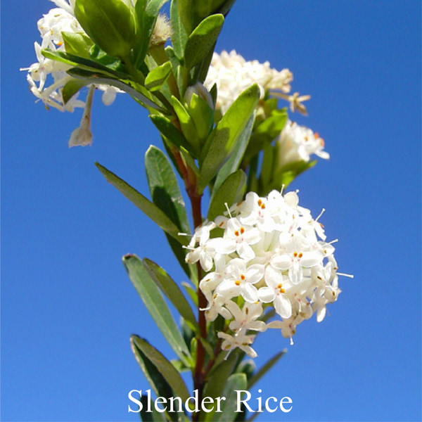 Slender Rice (Love Remedies)
