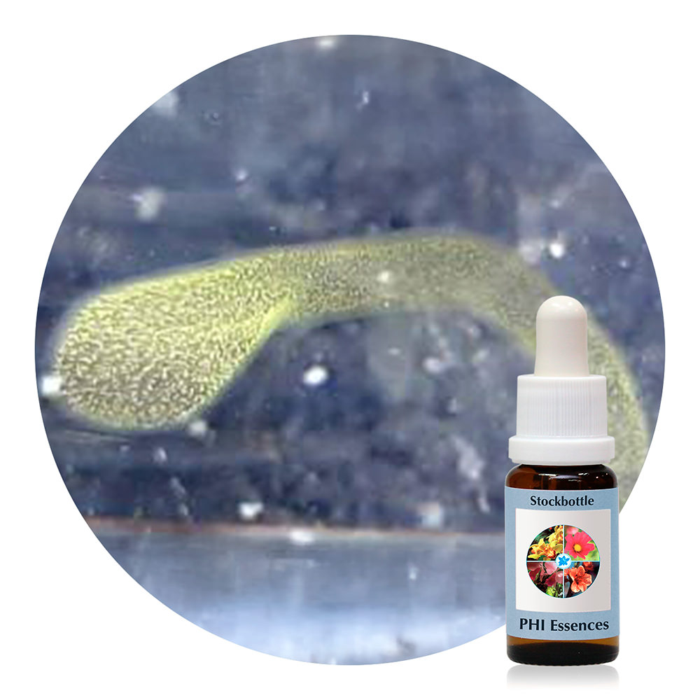 Ocean Essence Nr. 53