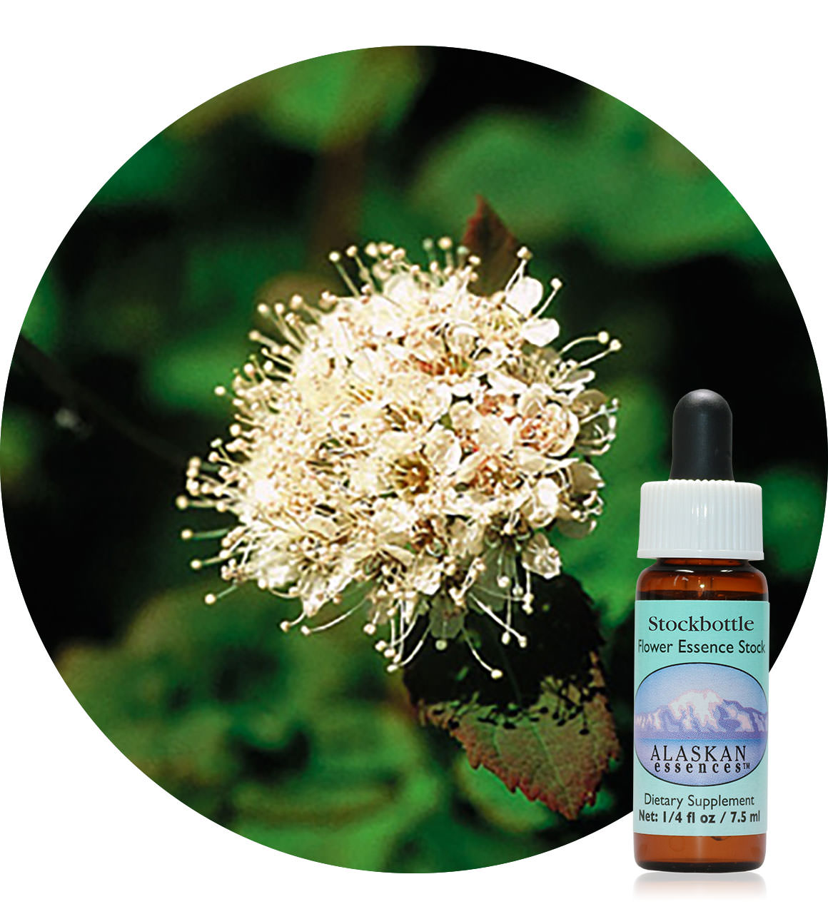 Spiraea 7,5 ml