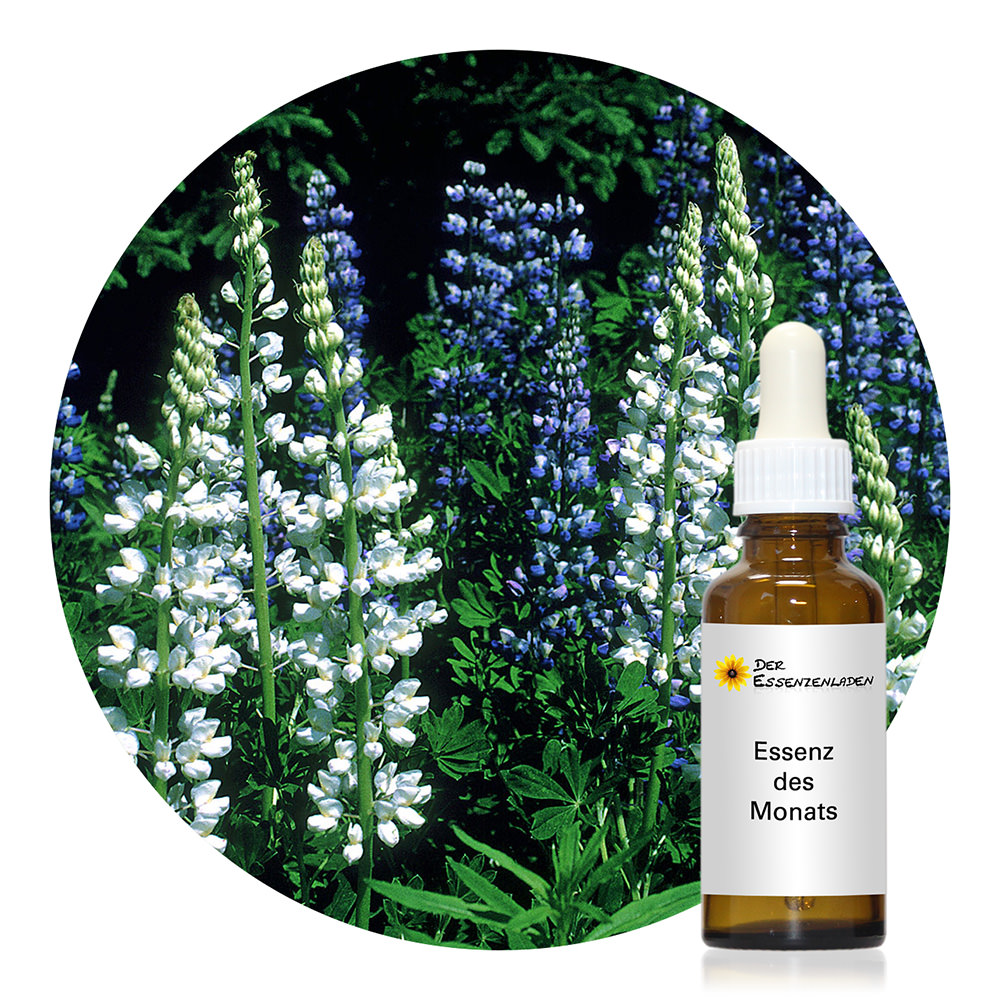 White Lupine (Einnahmeflasche)