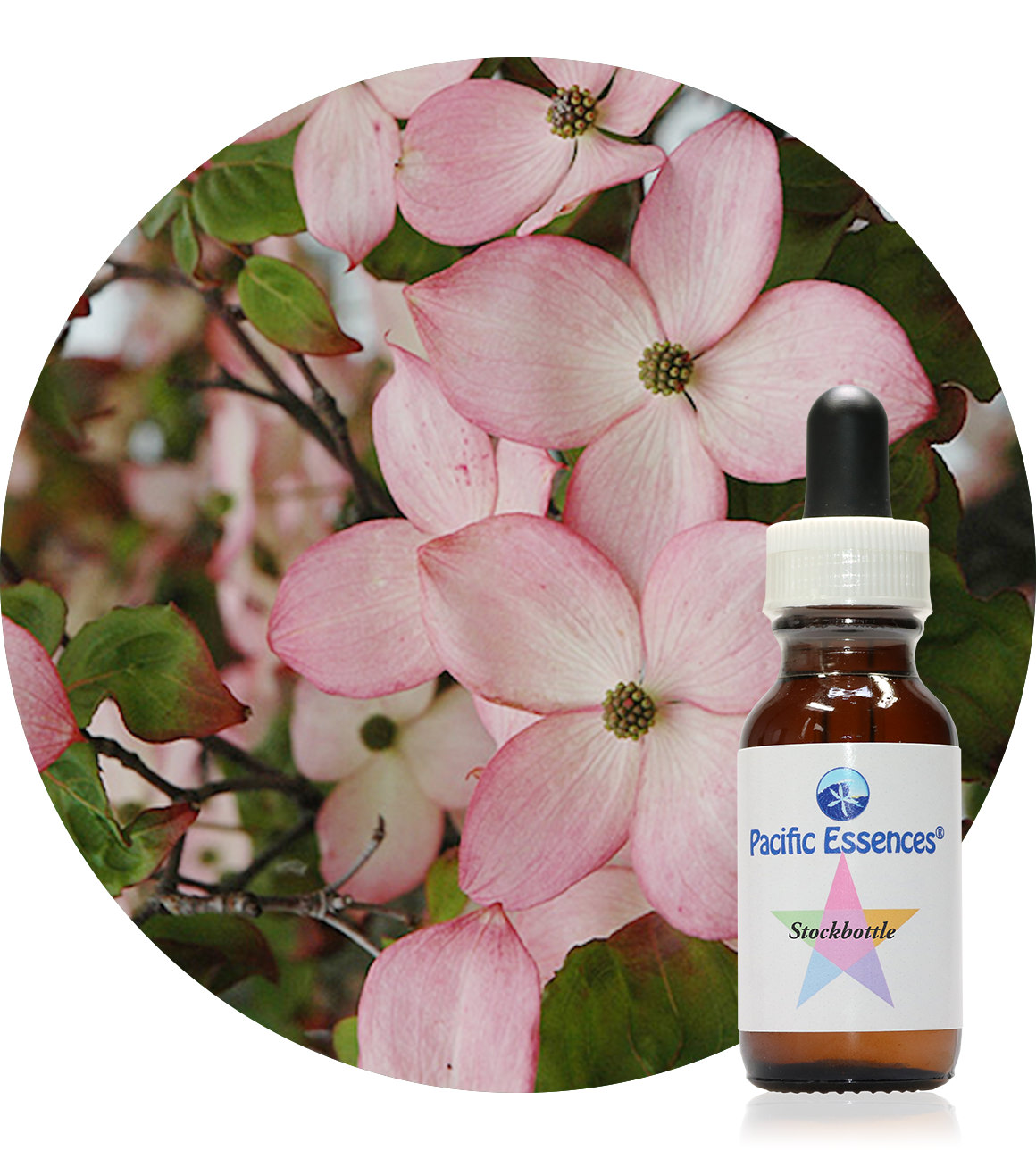 Satomi Dogwood 25 ml