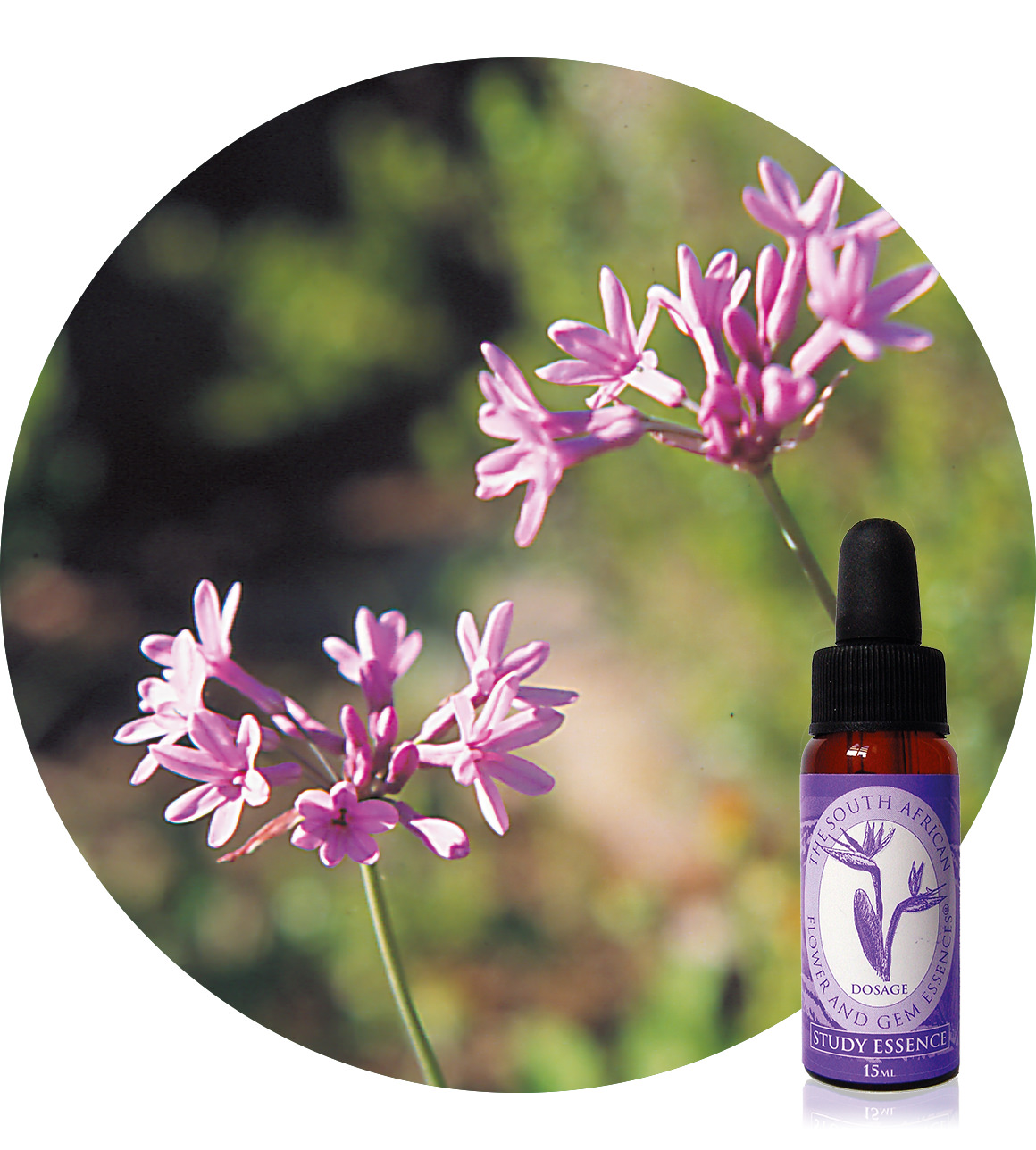 Wild Garlic Flower Essence Best Flower Site