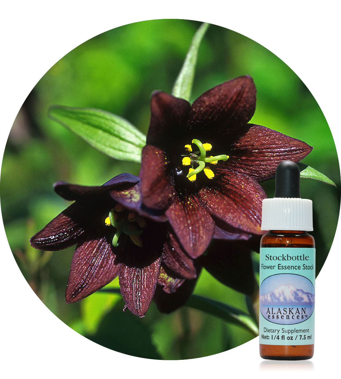 Chocolate Lily (F) 7,5 ml