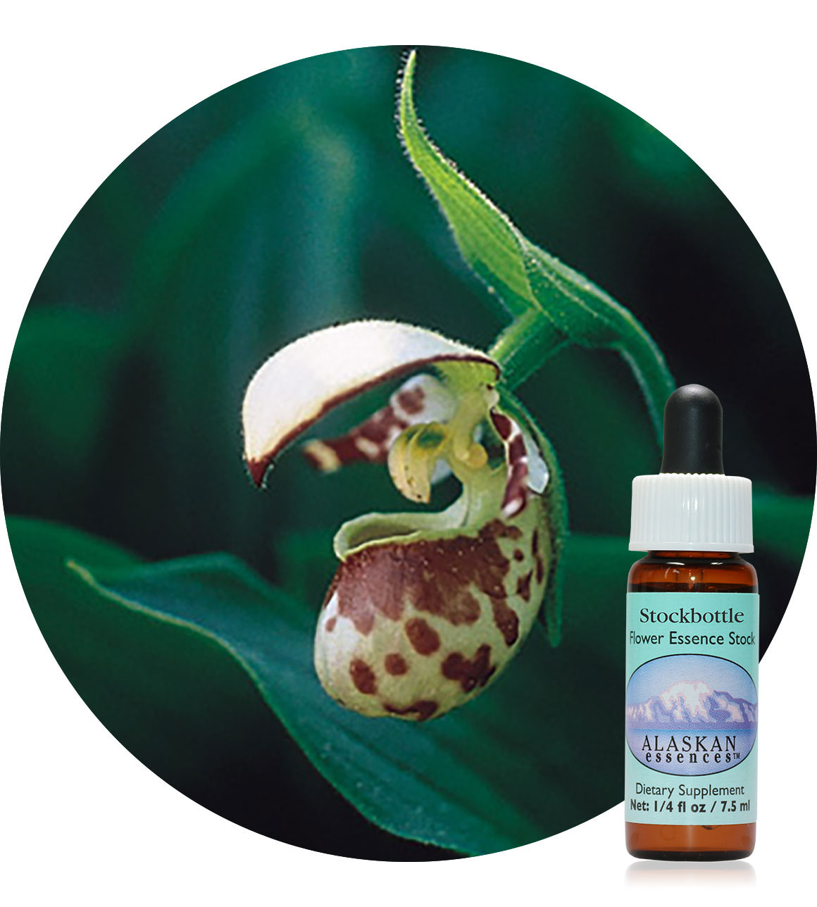 Lady's Slipper 7,5 ml