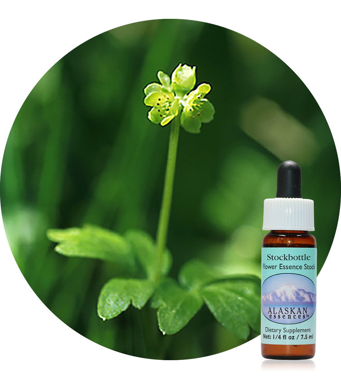 Moschatel 7,5 ml