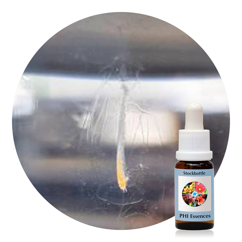 Ocean Essence No. 25