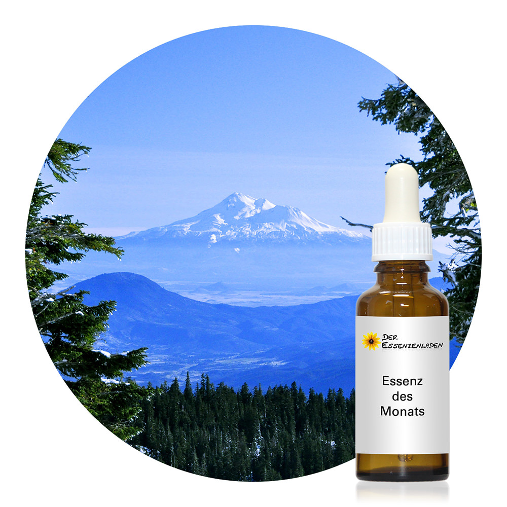 Mount Shasta (Einnahmeflasche)