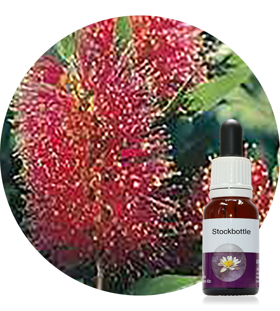 54. Queensland Bottlebrush