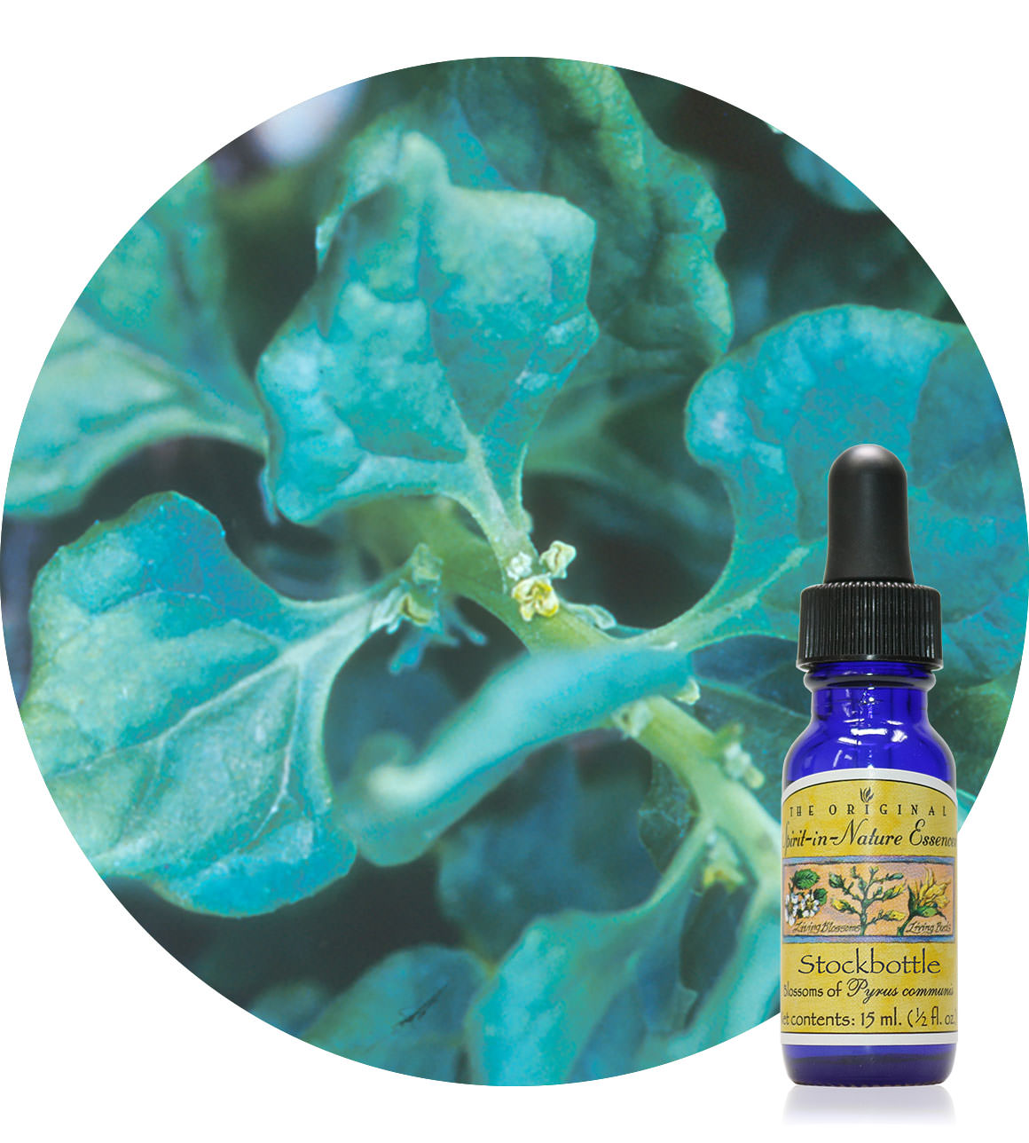 Spinach 15 ml