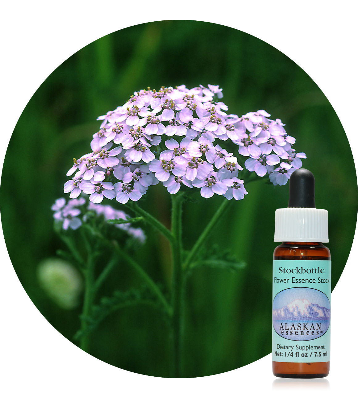 Lavender Yarrow (F) 7,5 ml