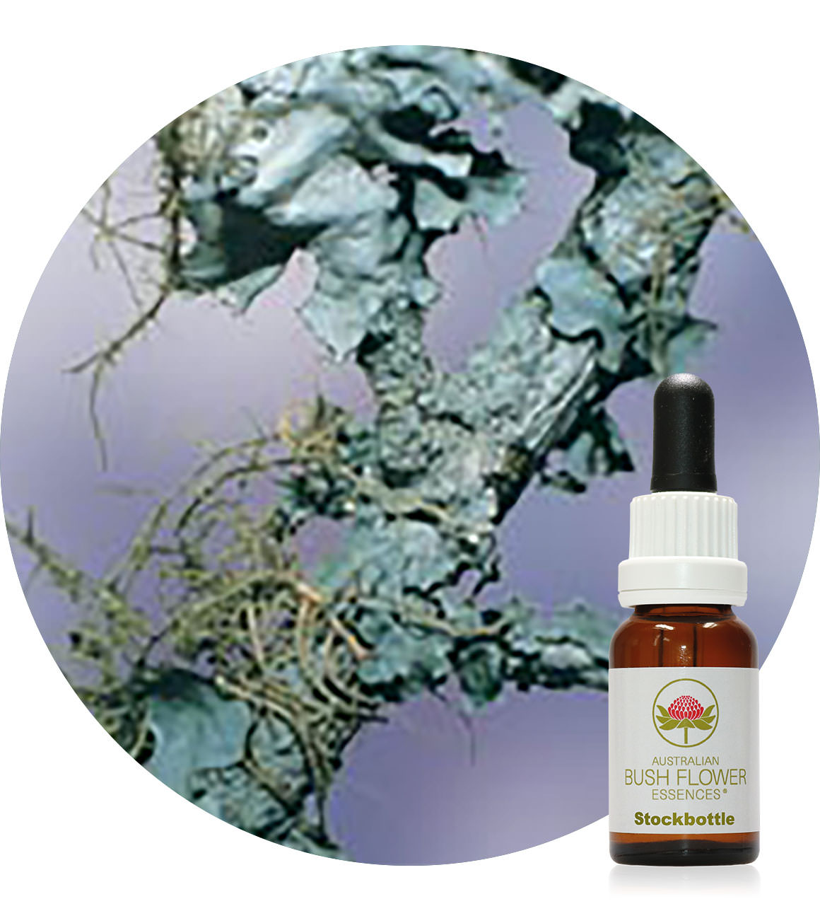 Lichen Essence