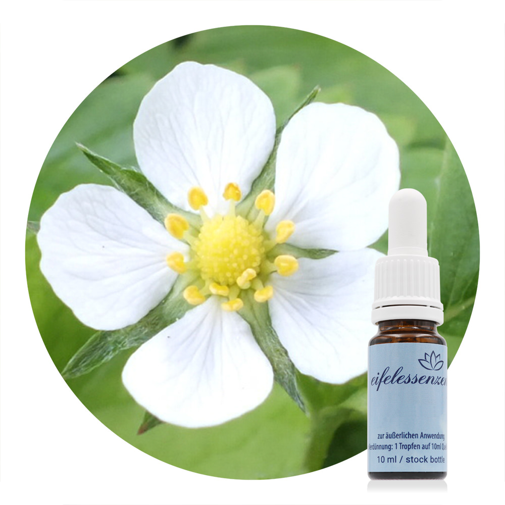 Wild Strawberry