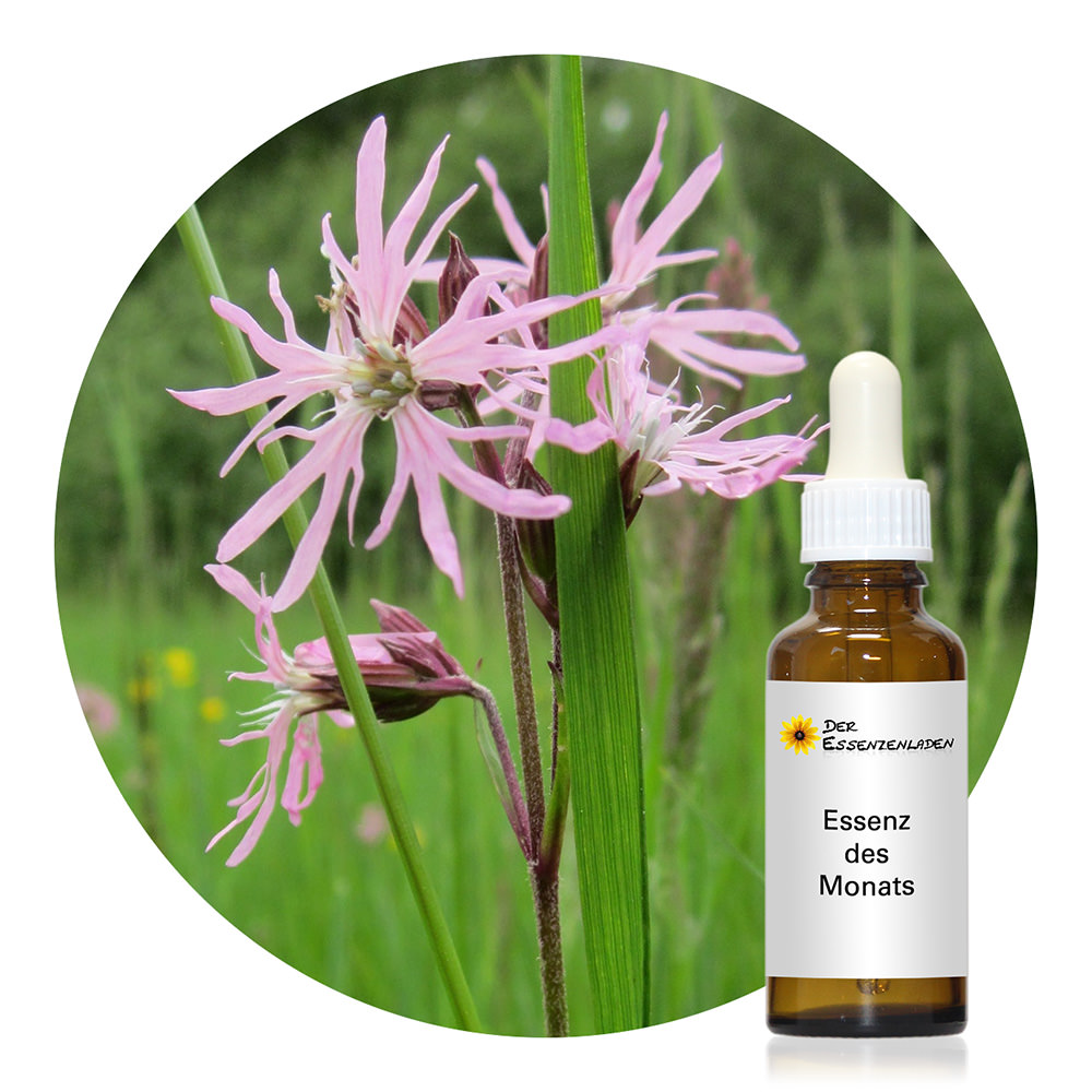 White Lupine (2° dilucion)