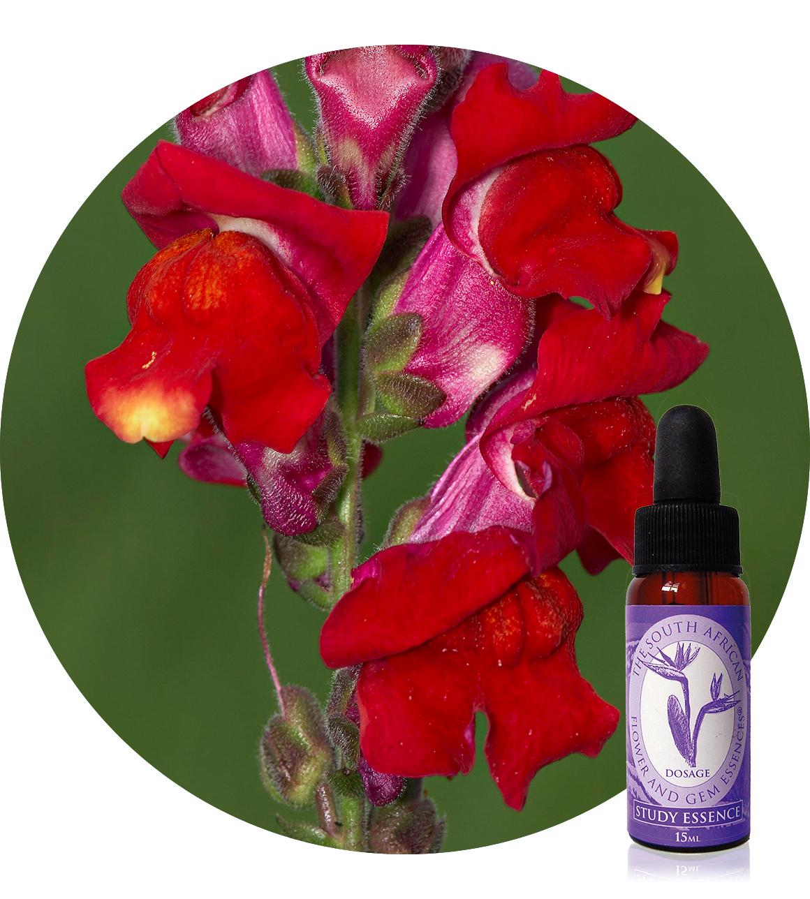 Snapdragon