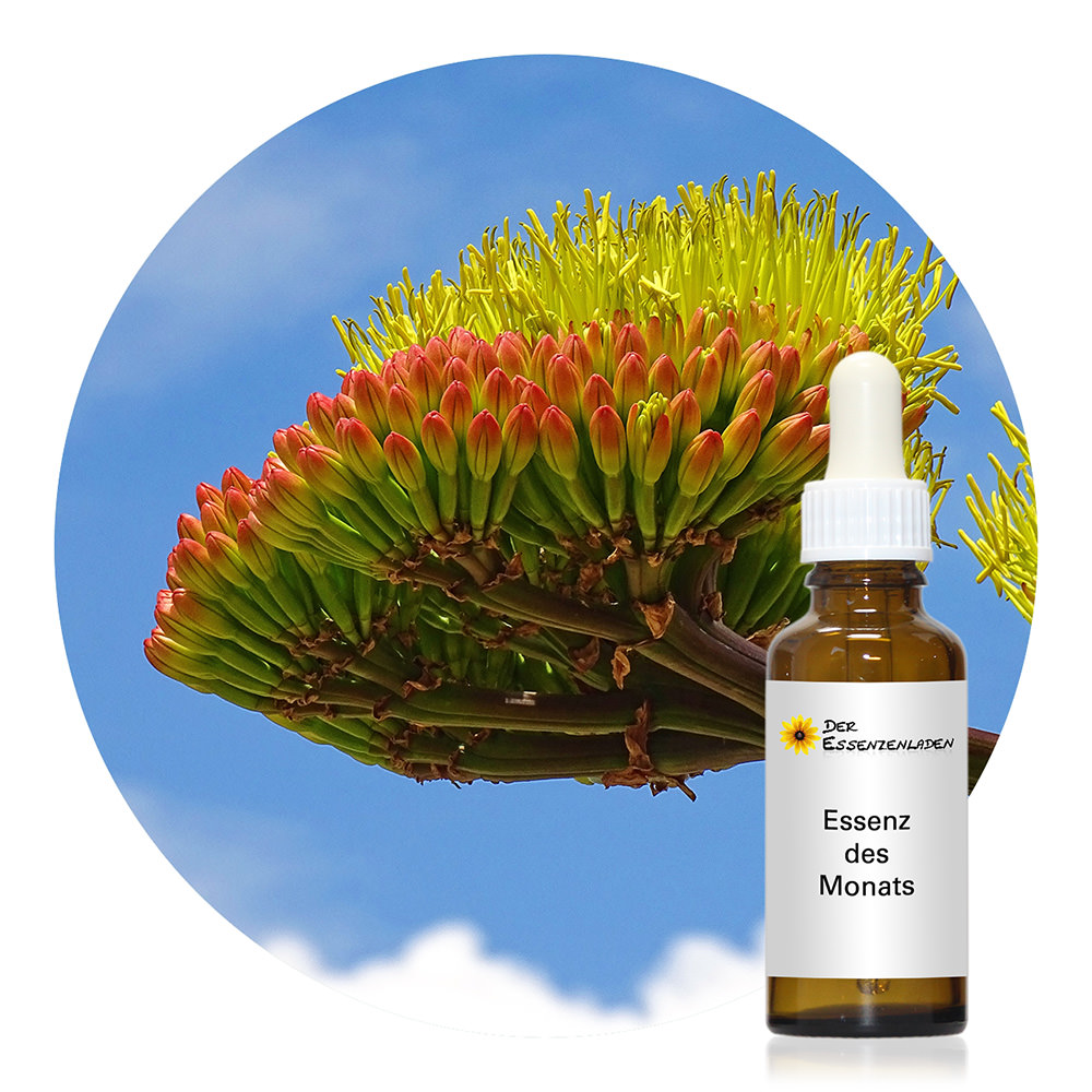 Agave (Einnahmeflasche)