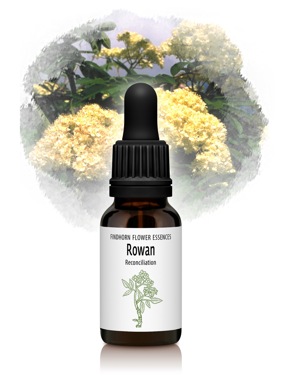Rowan