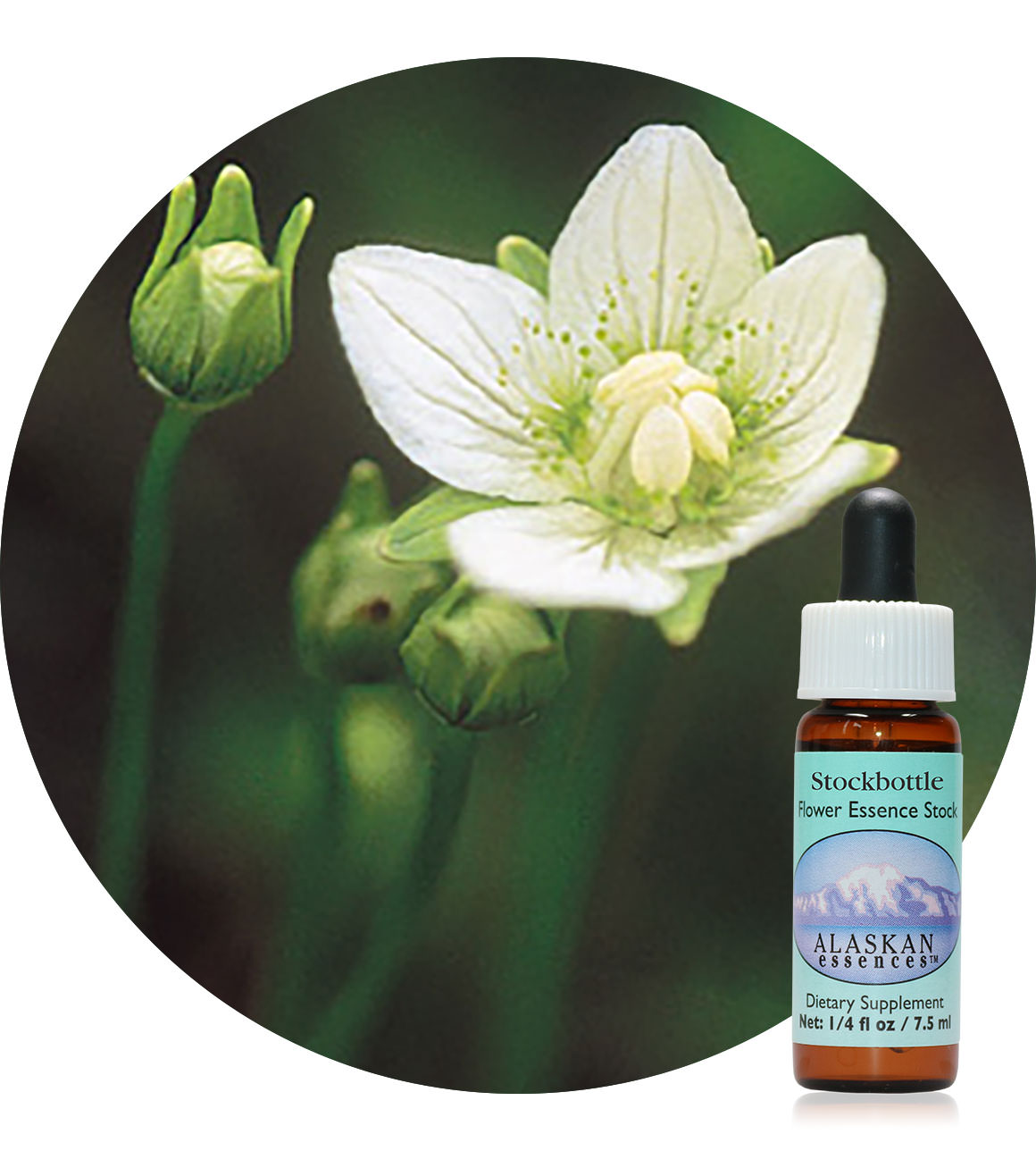 Grass of Parnassus 7,5 ml