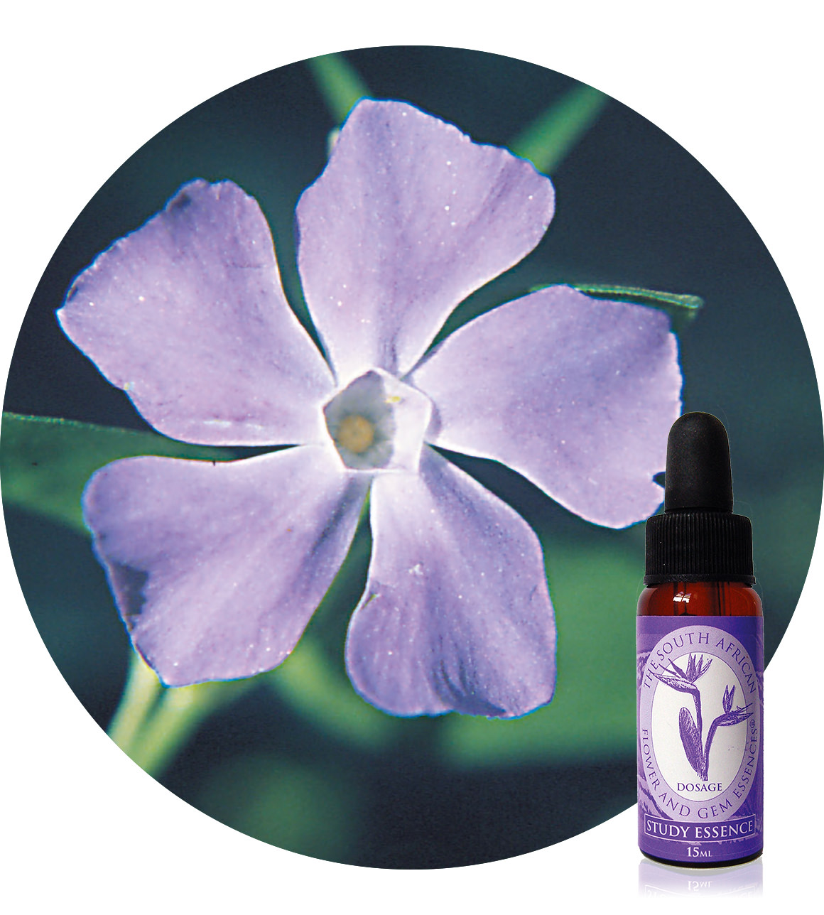 Periwinkle