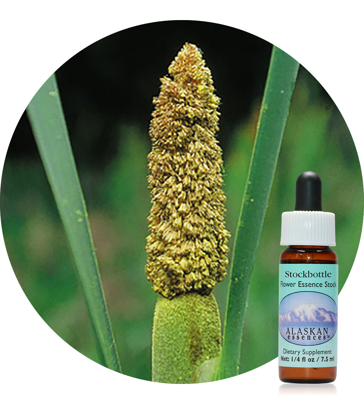 Cattail Pollen 7,5 ml