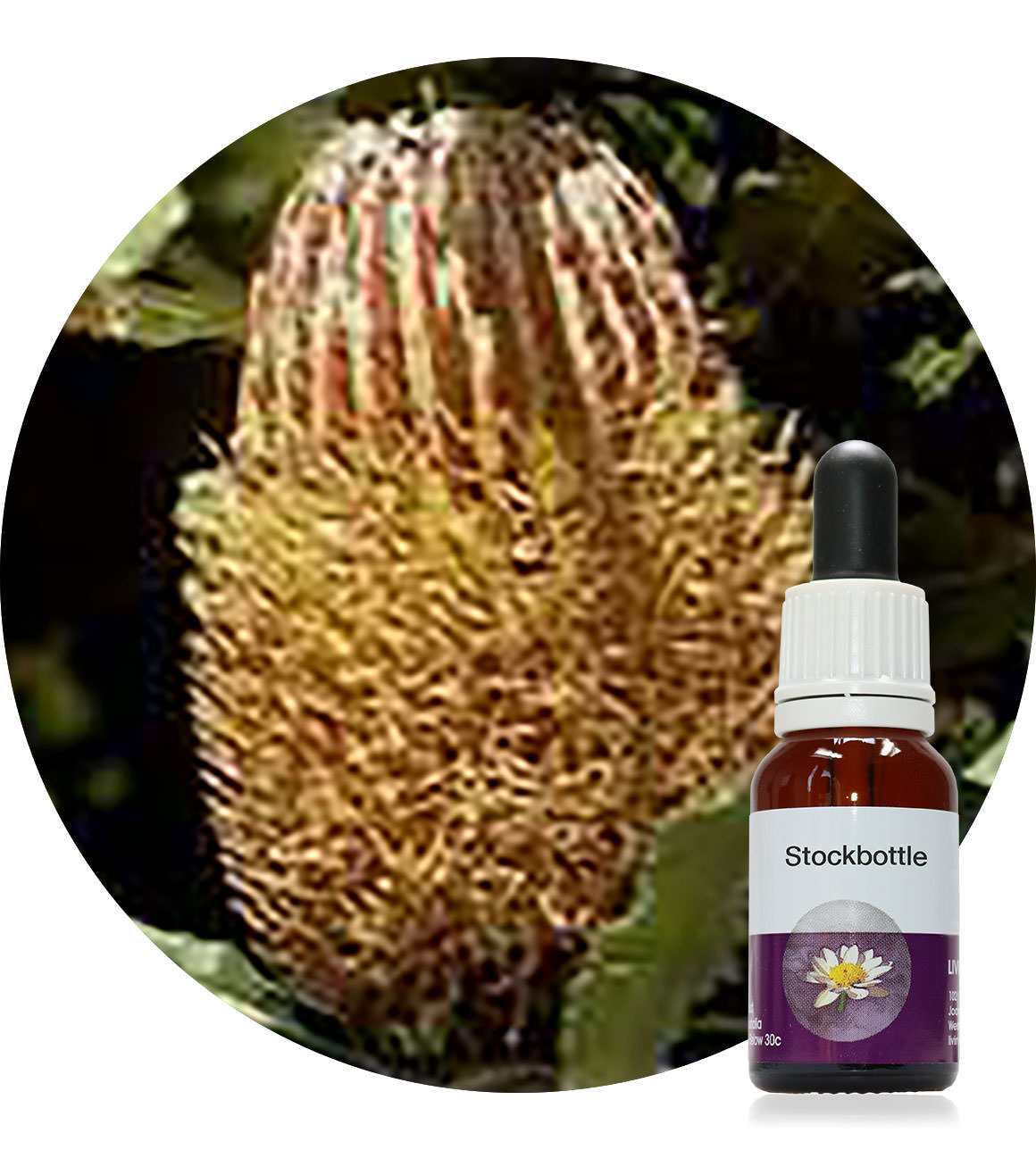 36. Menzies Banksia