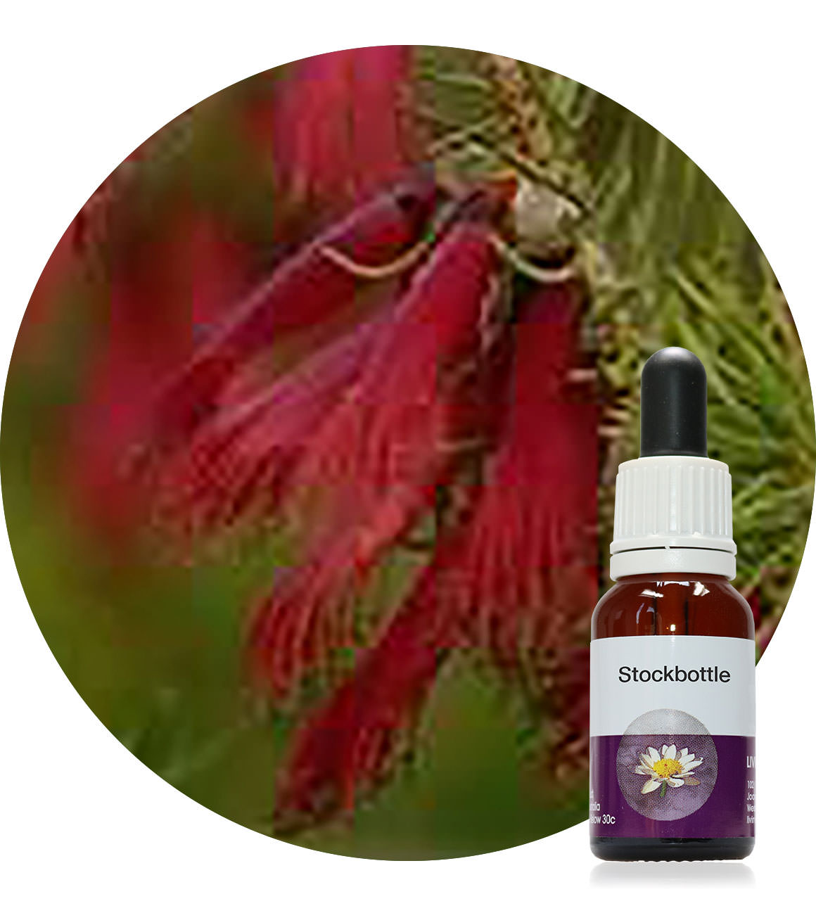 37. One-sided Bottlebrush