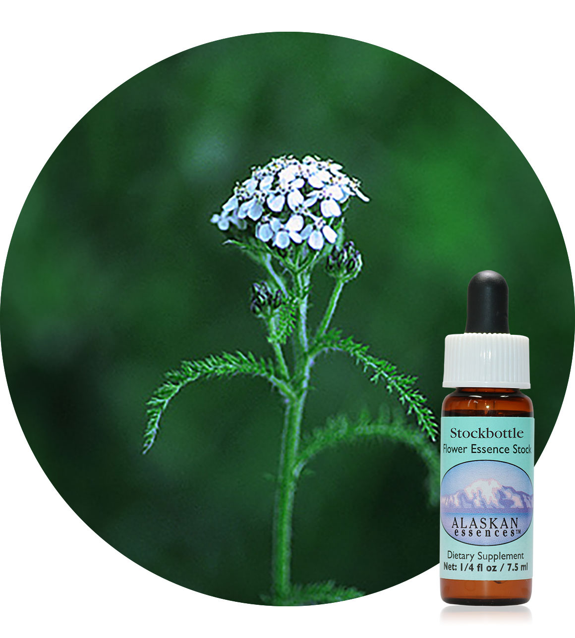 Yarrow 7,5 ml