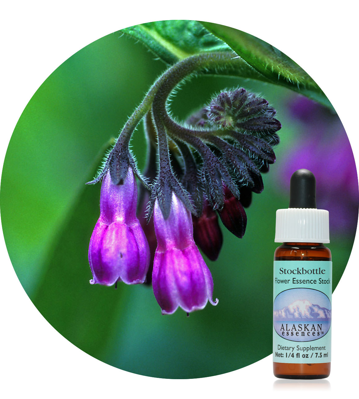 Comfrey (F) 7,5 ml