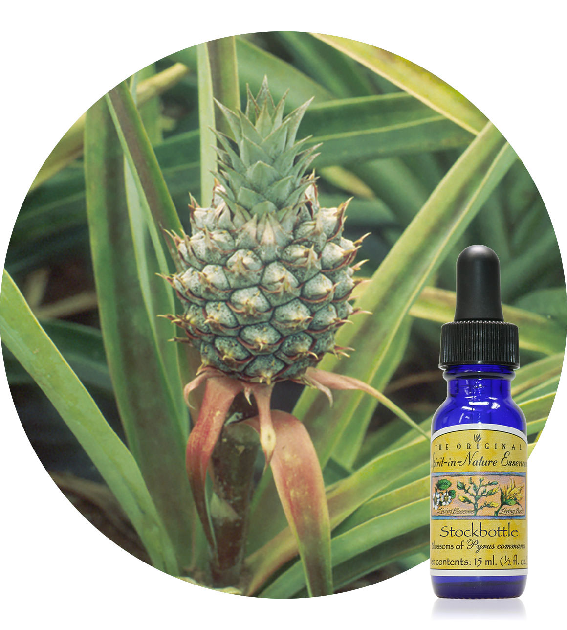 Pineapple 15 ml