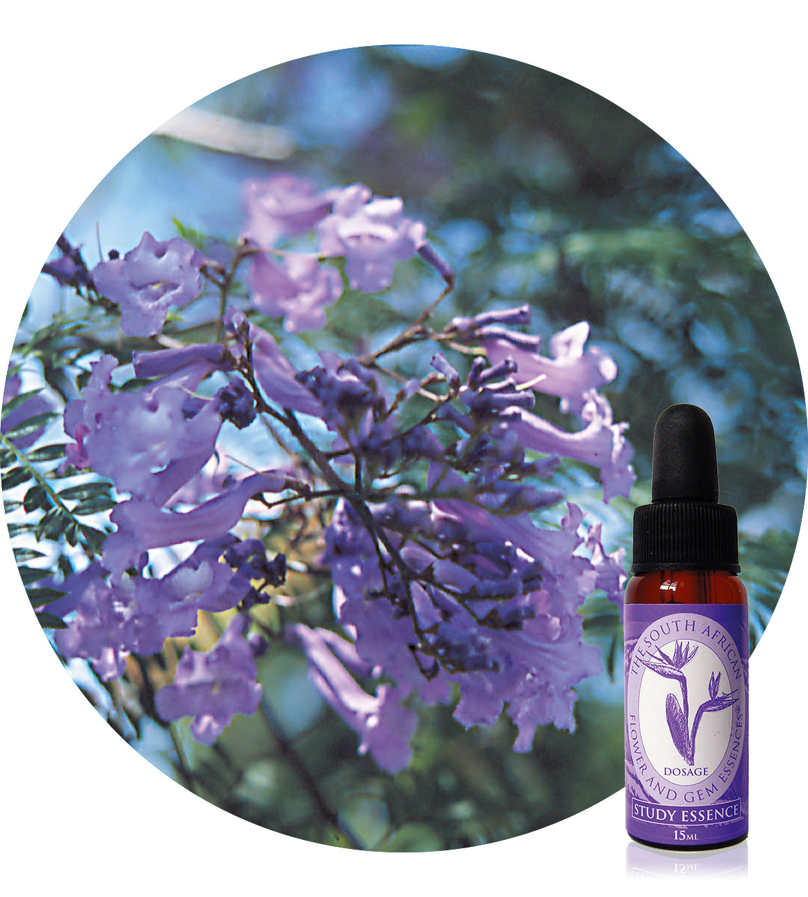 Jacaranda