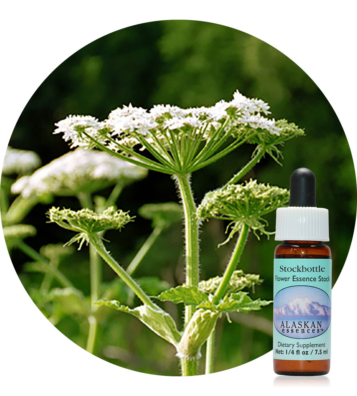 Cow Parsnip 7,5 ml