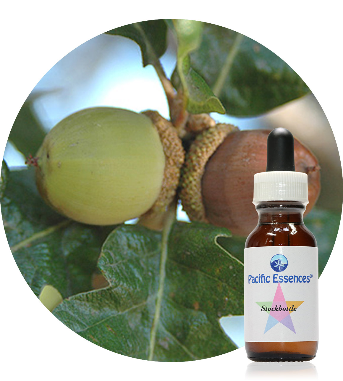 Garry Oak 25 ml