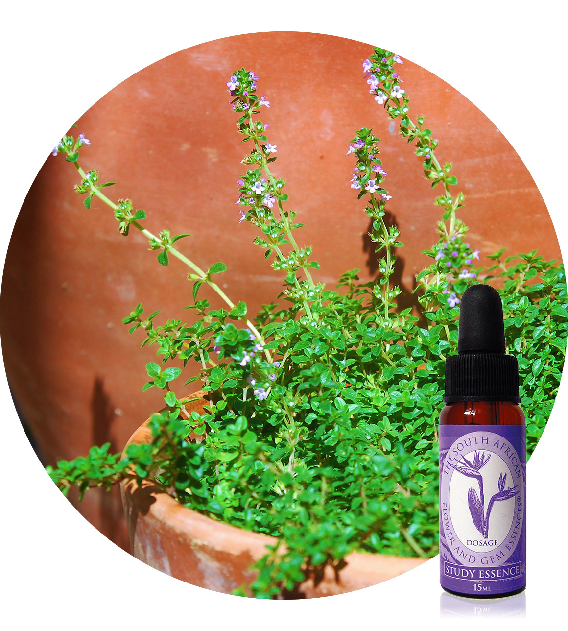 Thyme