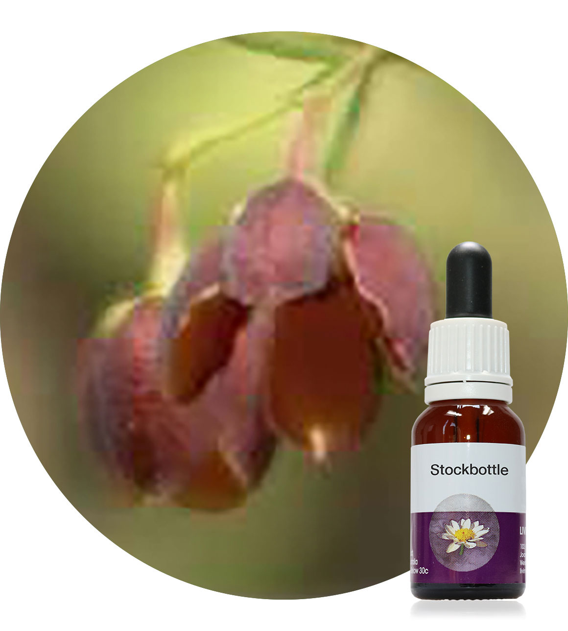 07. Brown Boronia