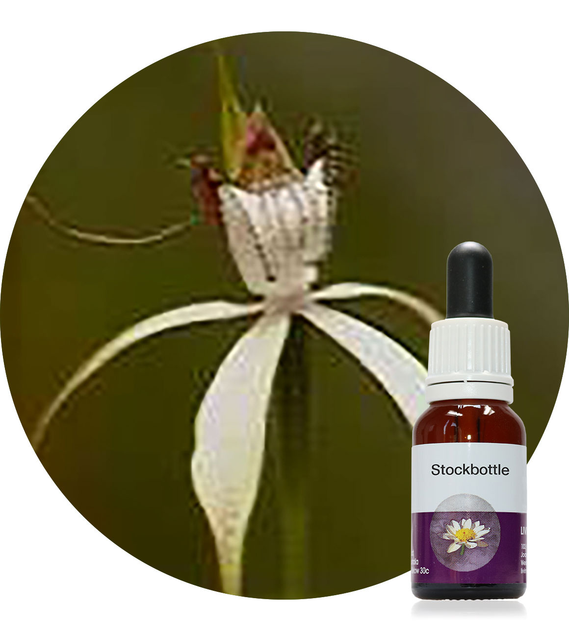 80. White Spider Orchid