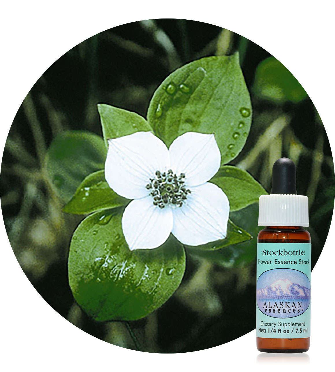 Bunchberry 7,5 ml