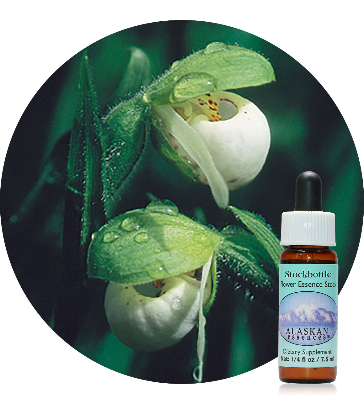 Northern Lady's Slipper 7,5 ml