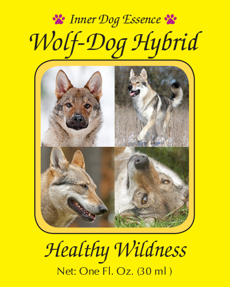 Wolf-Dog Hybrid