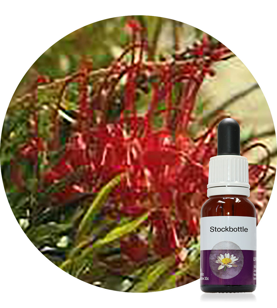 19. Fuchsia Grevillea