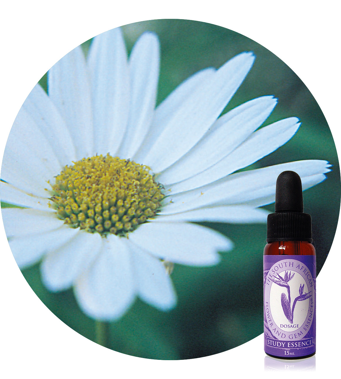 Shasta Daisy